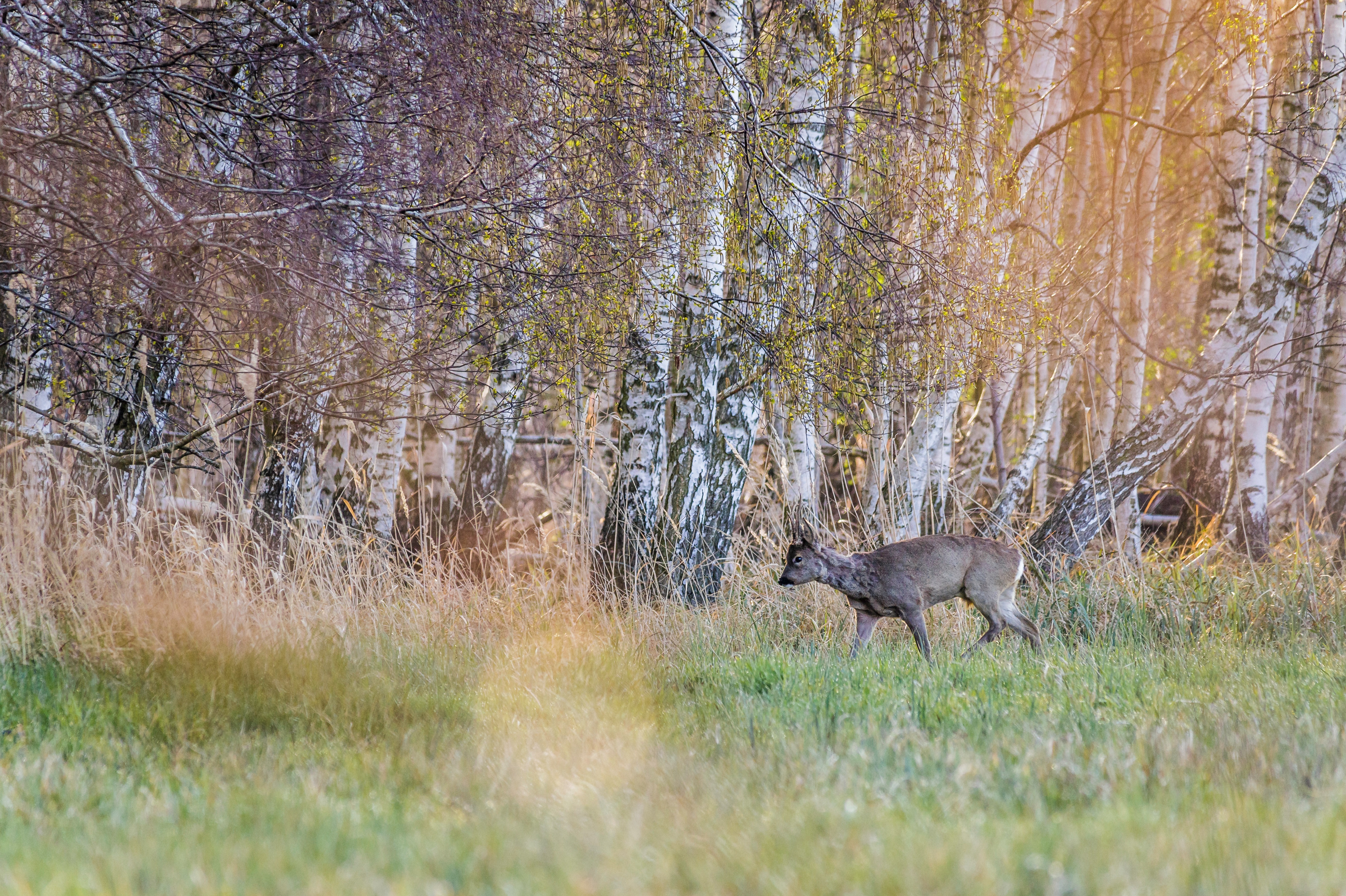 Roe buck
