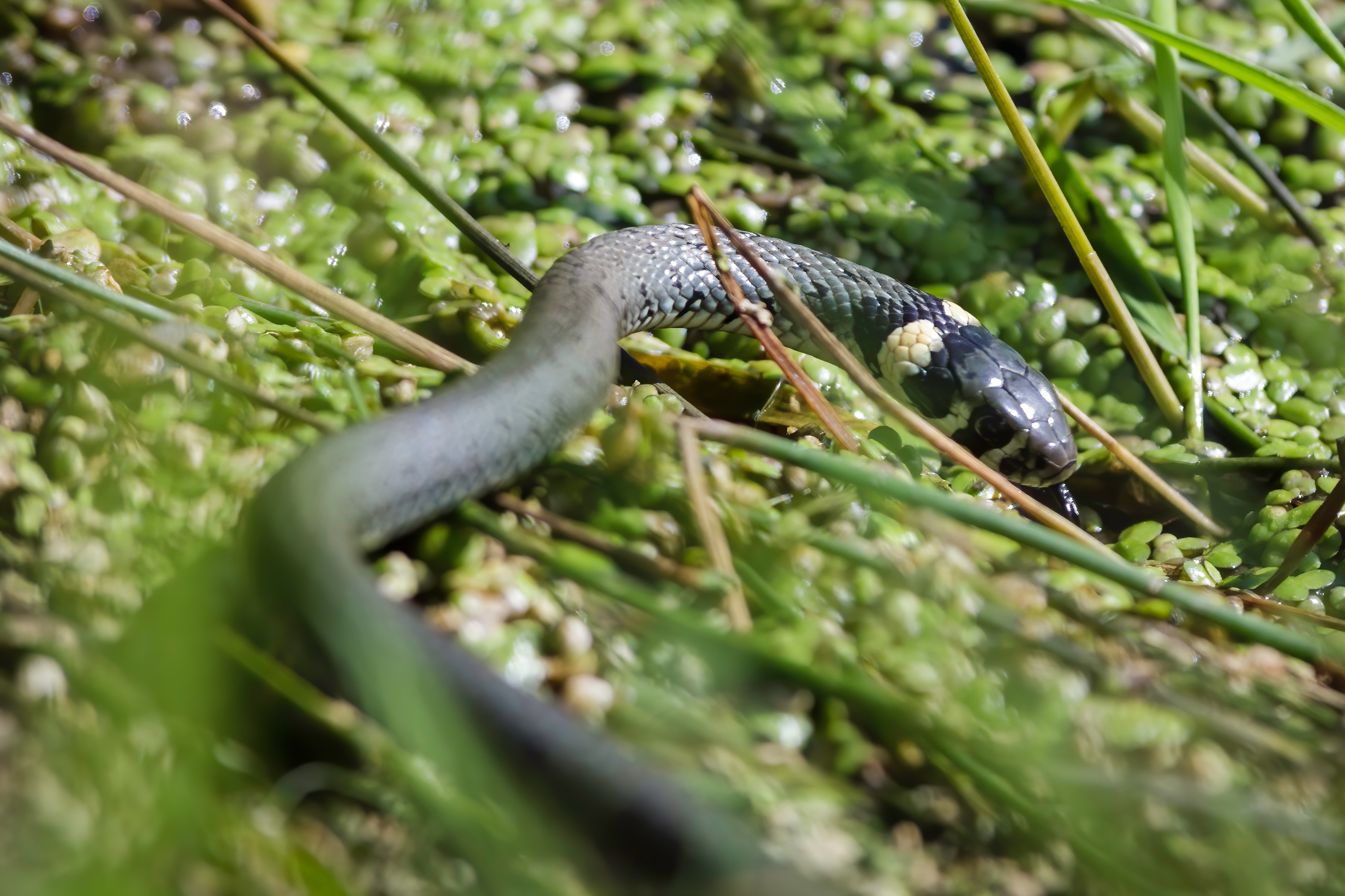 Ringelnatter - Grass snake