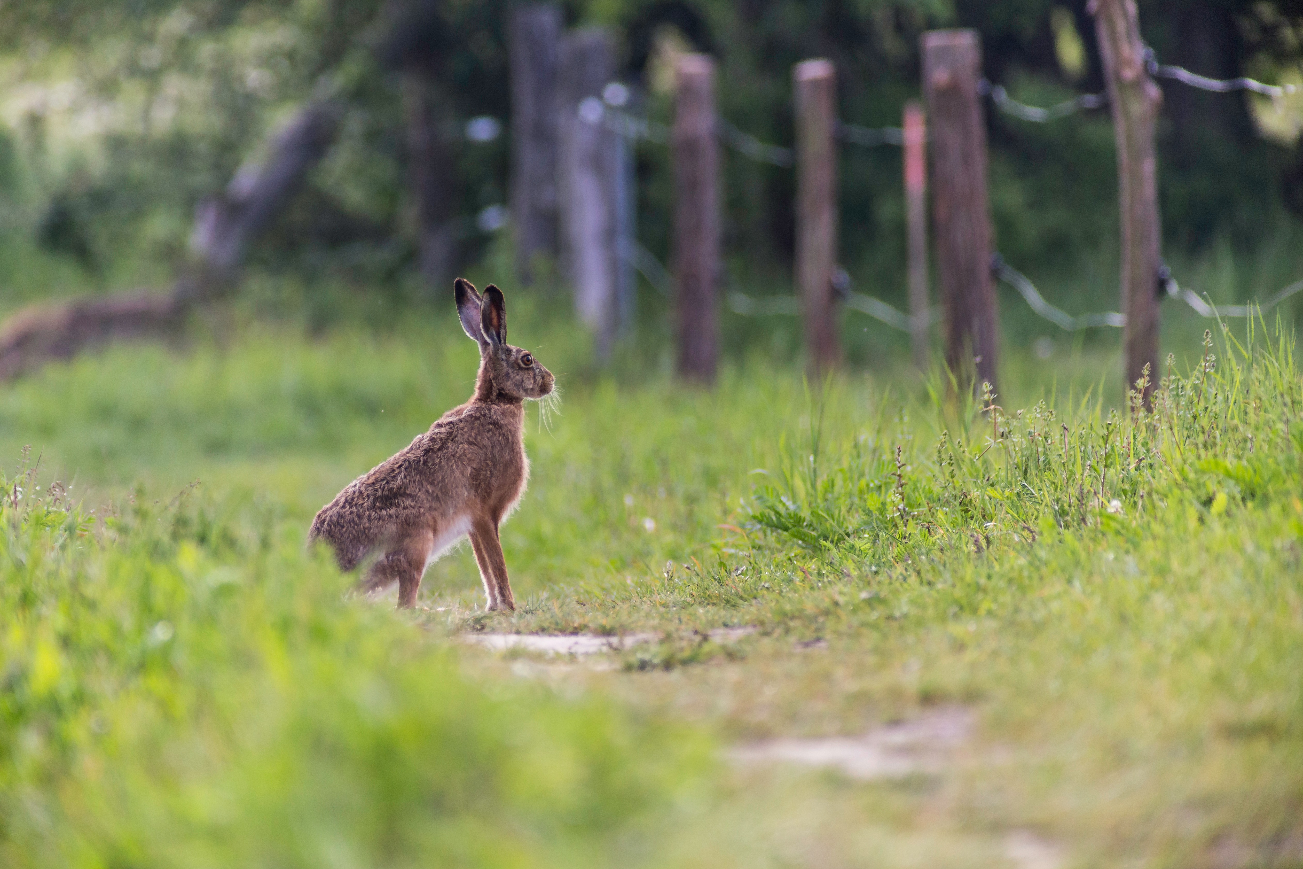 European hare