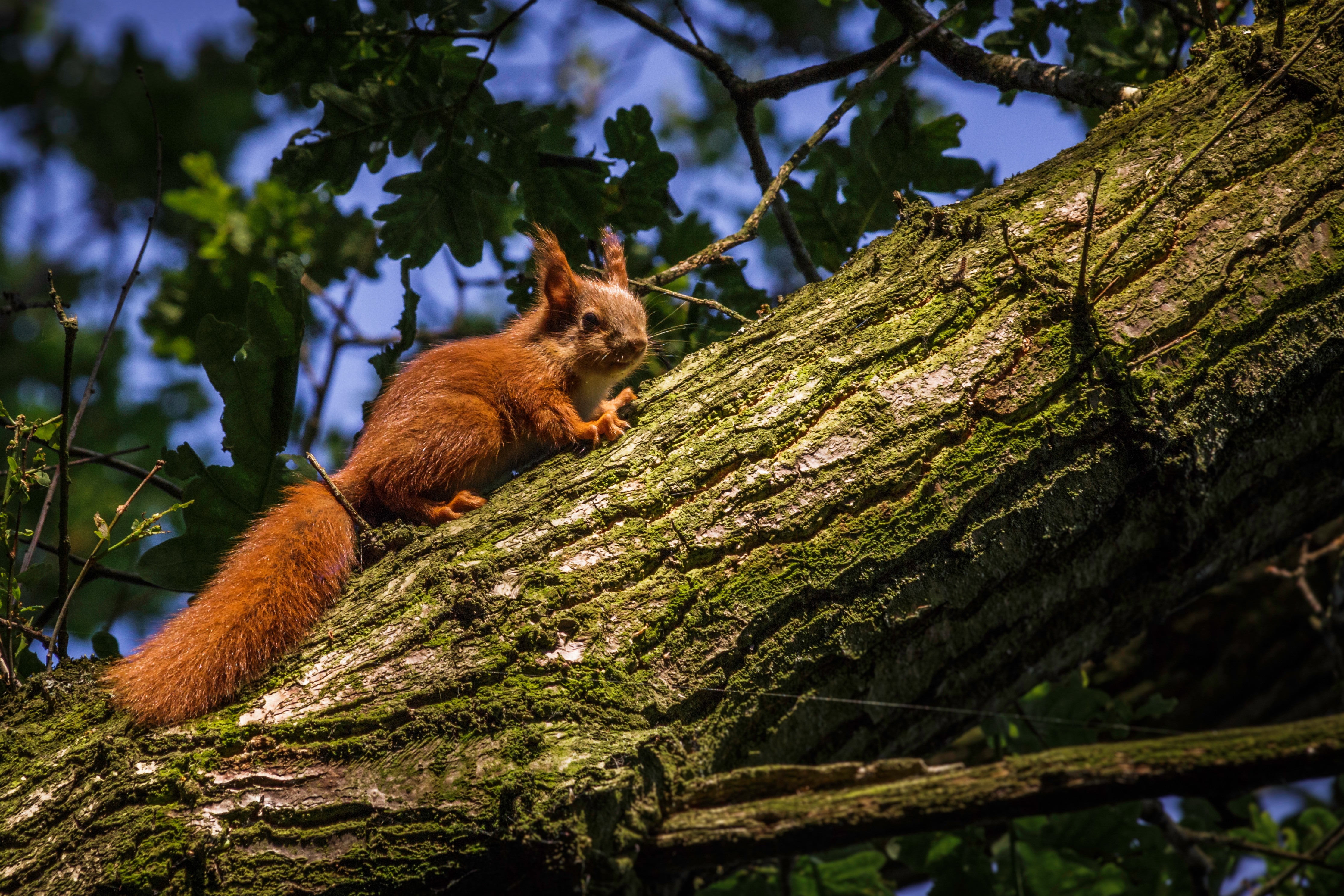 Squirrel