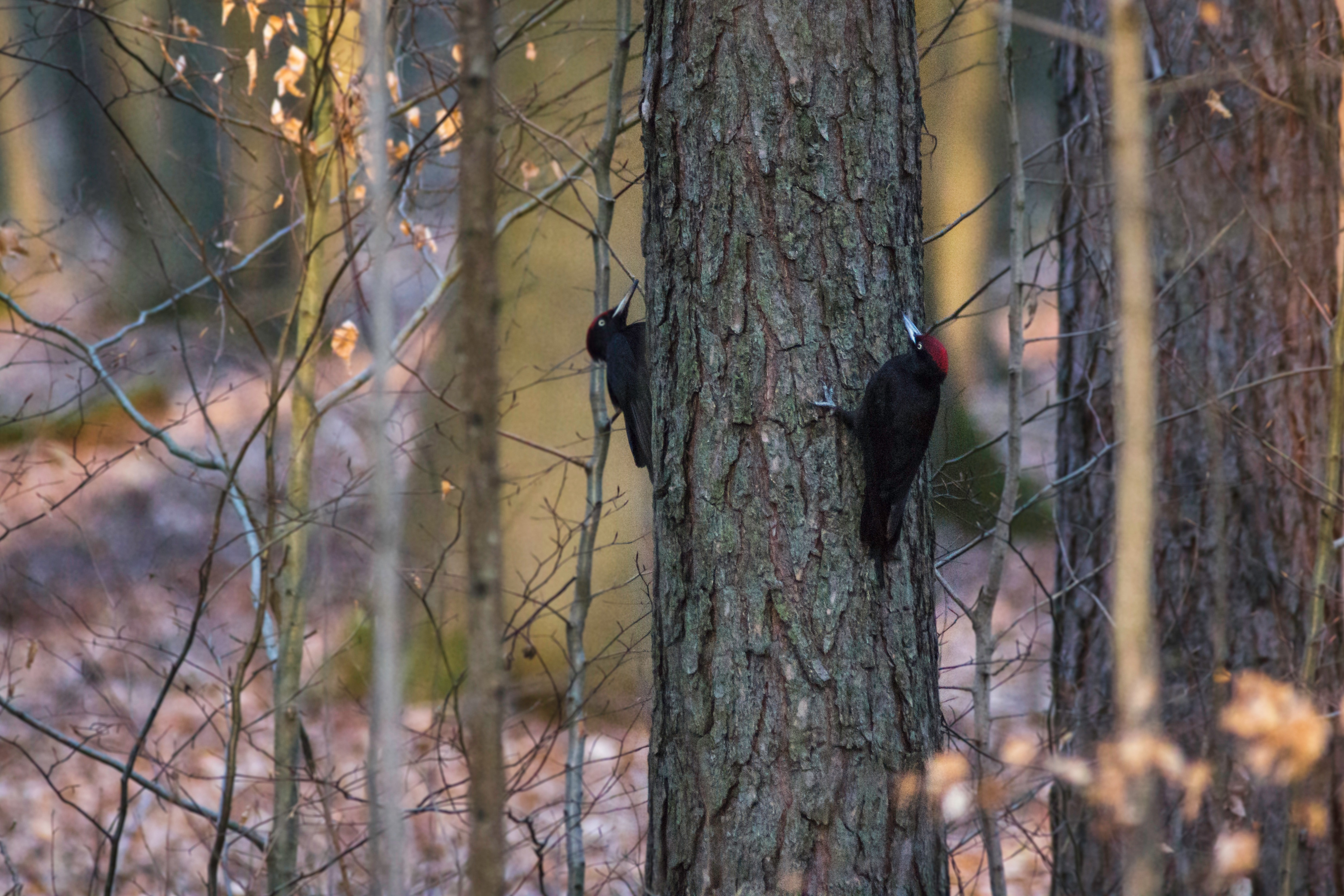 black woodpecker