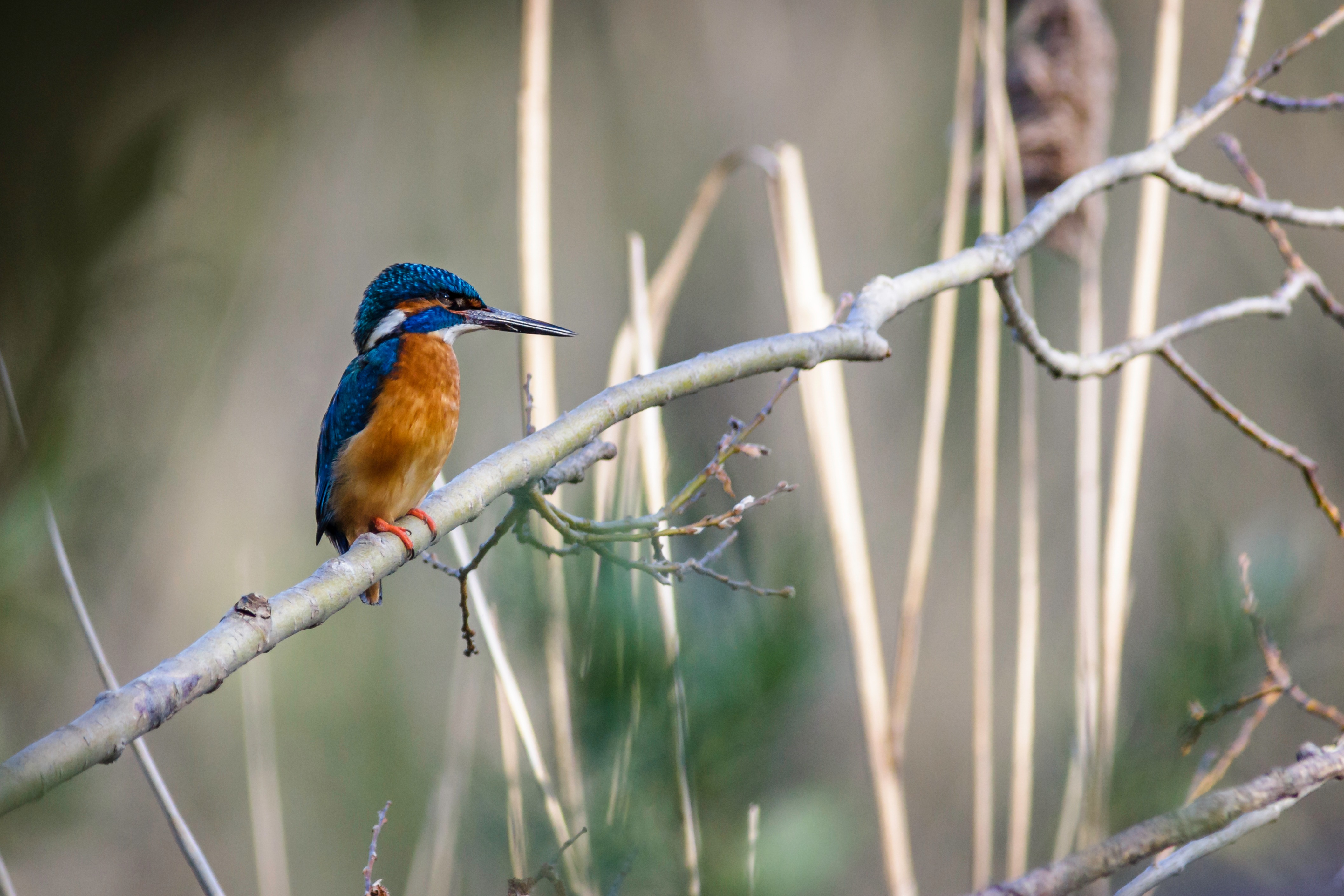 kingfisher