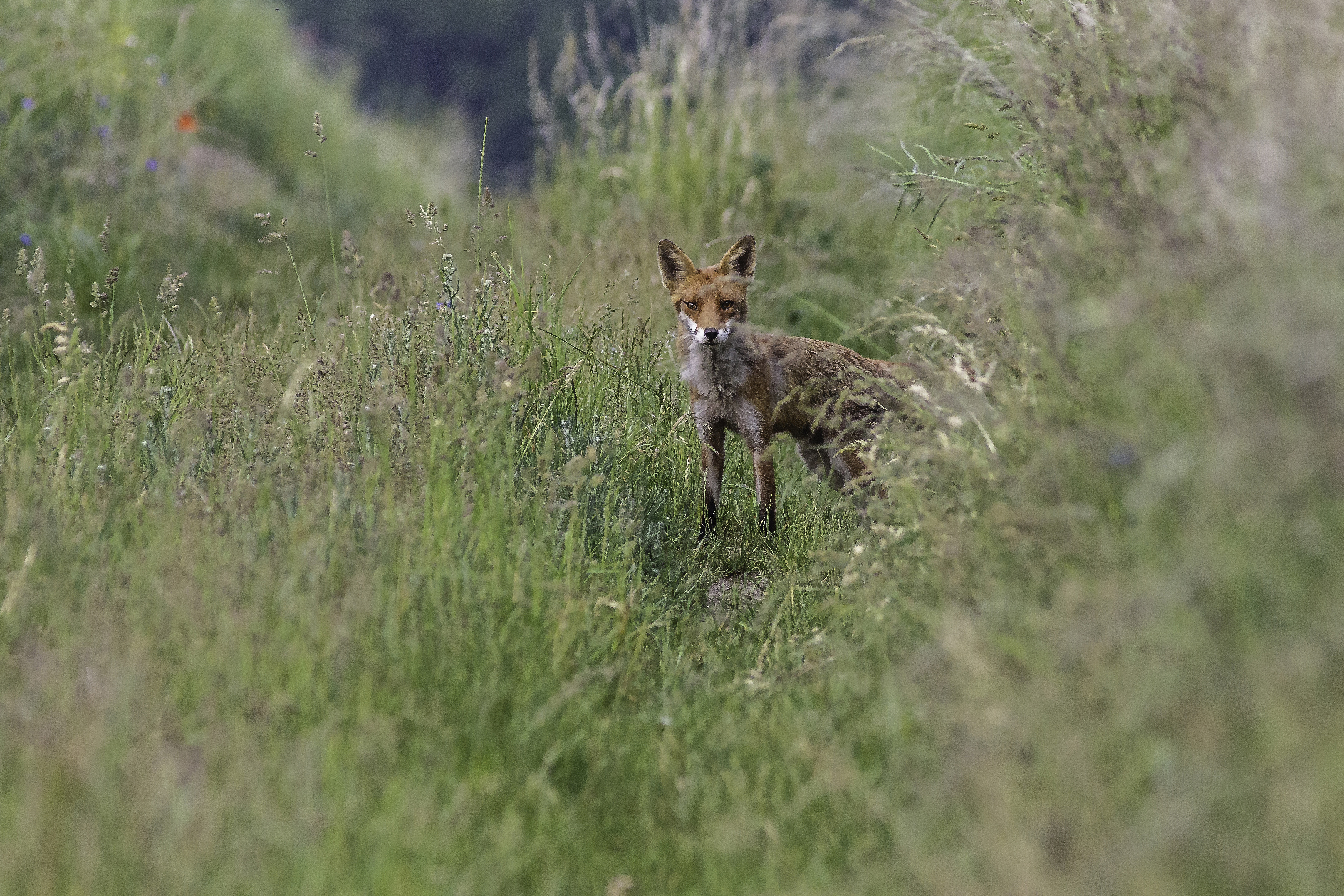 Red fox