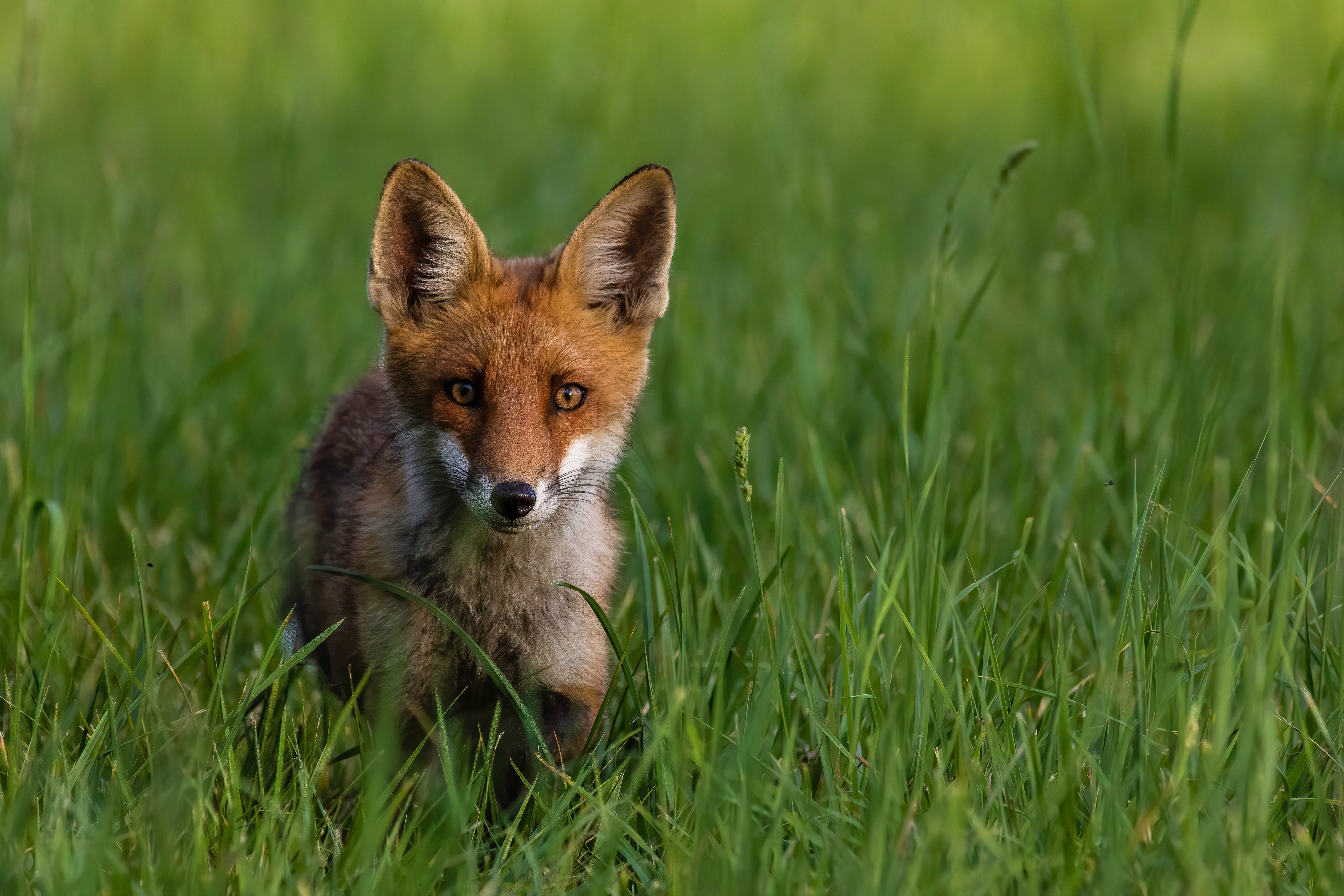 young red fox