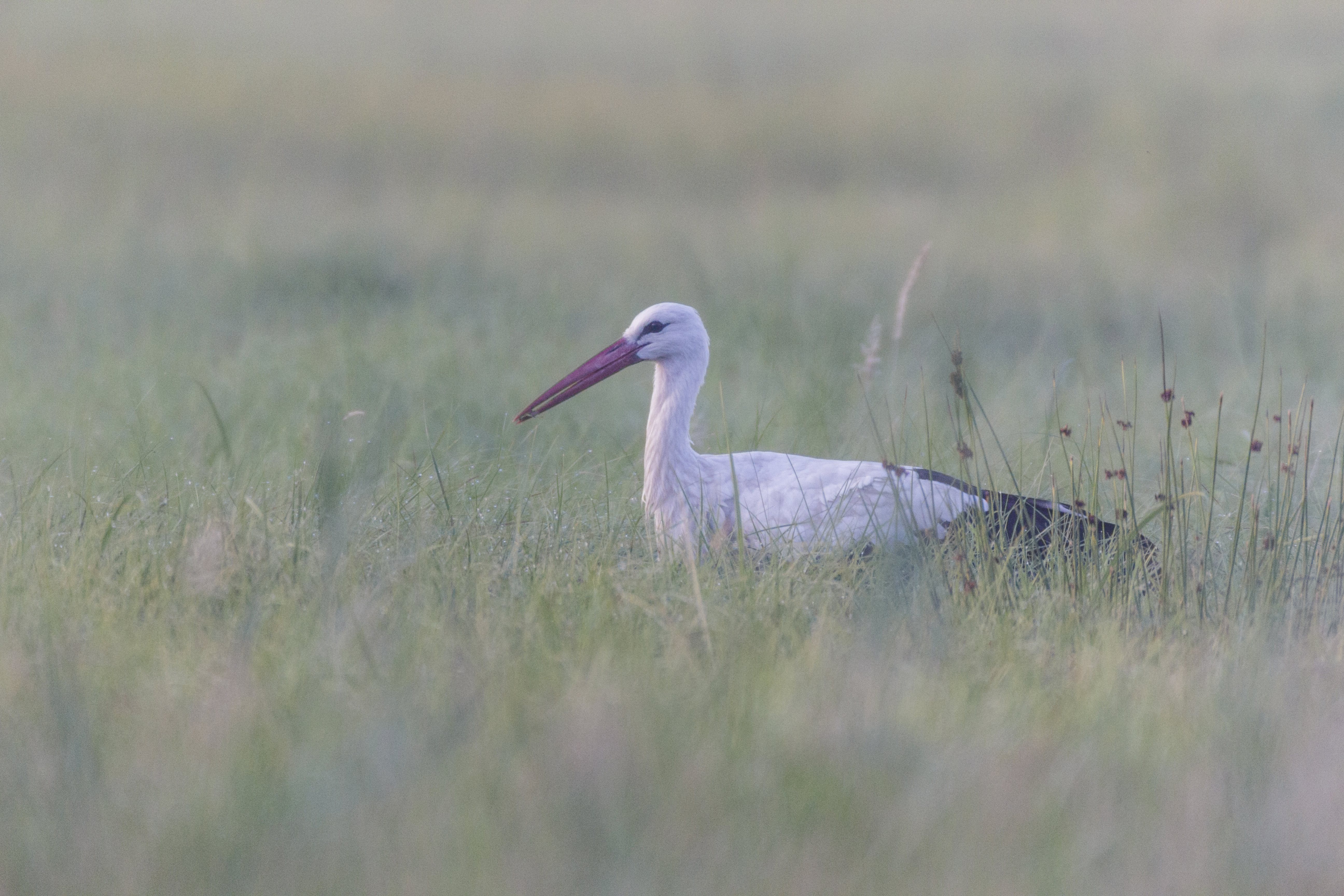 stork