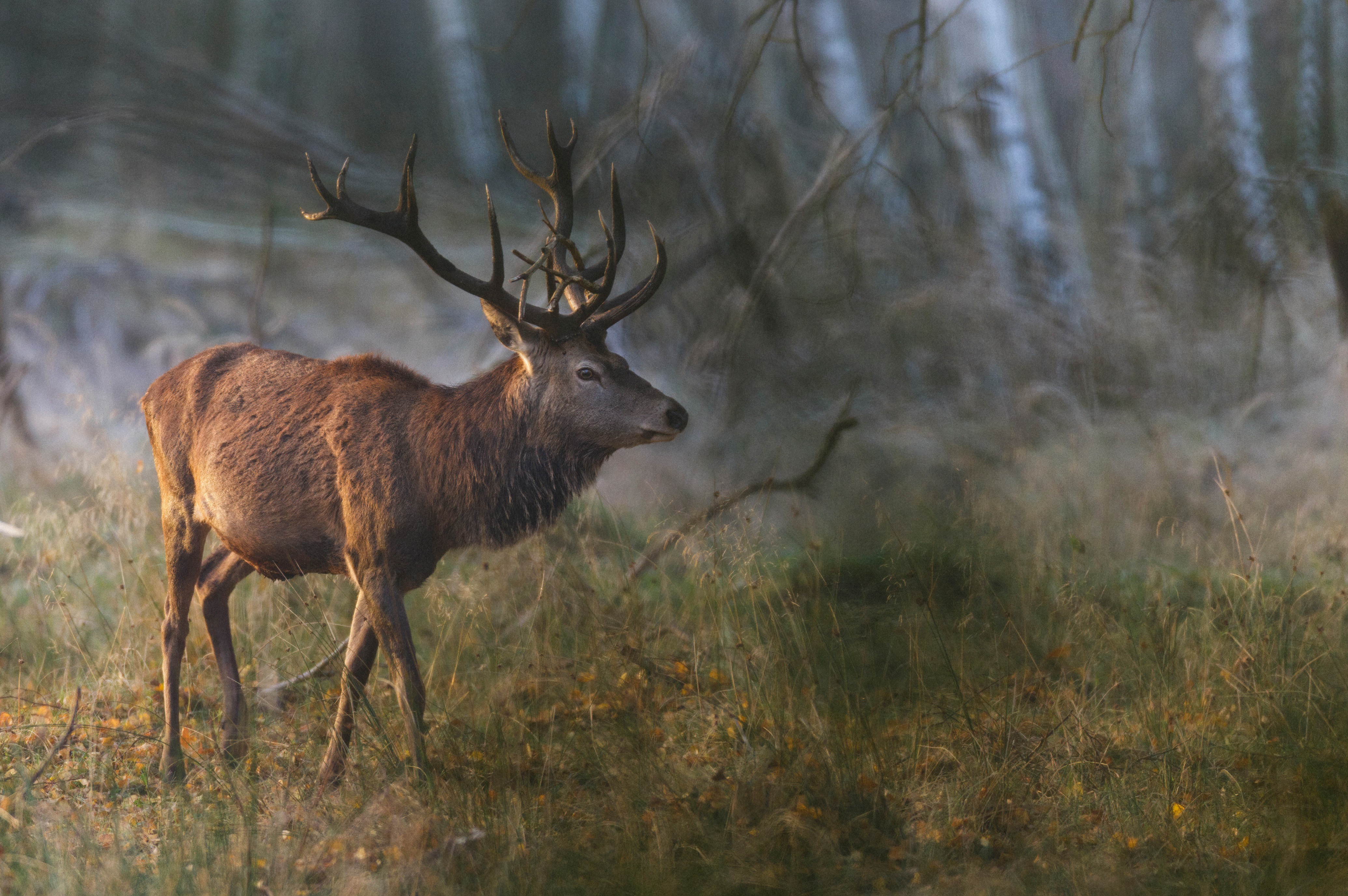 red deer