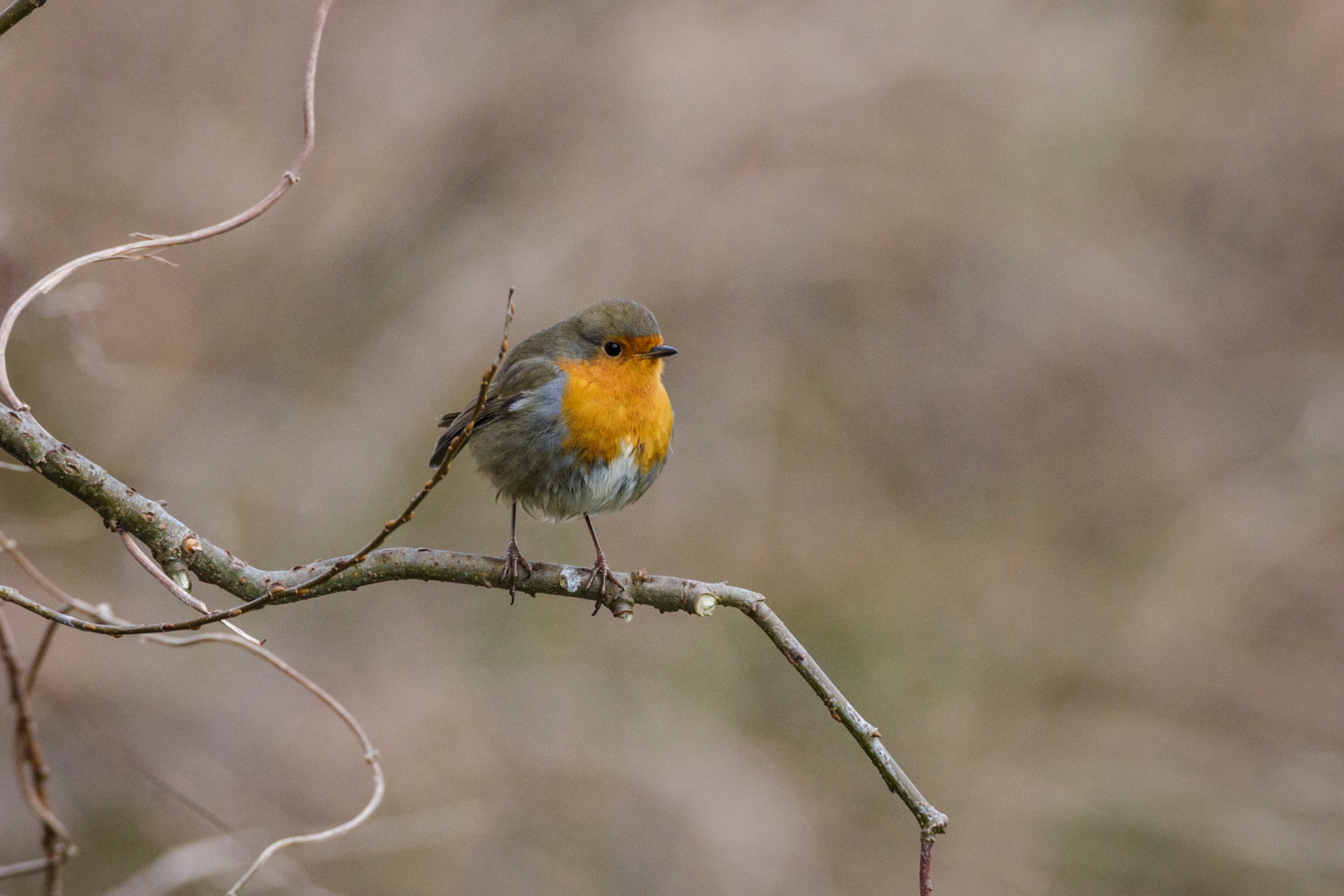 robin redbreast