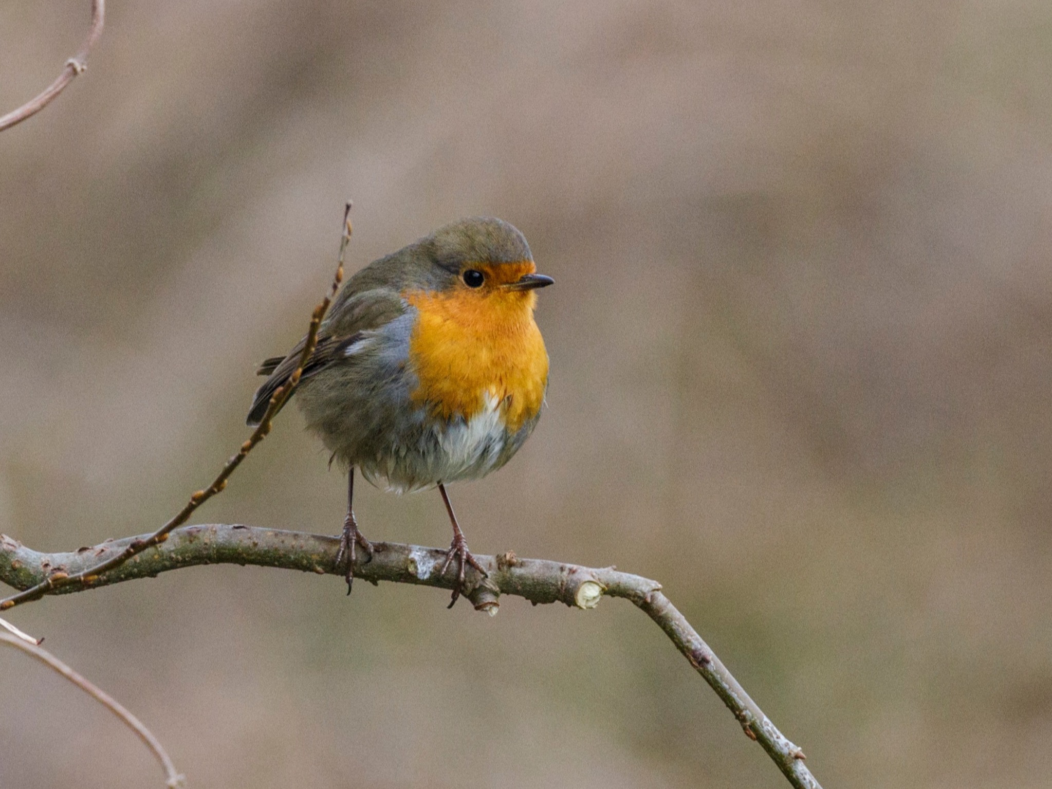 Link Gallery Birds